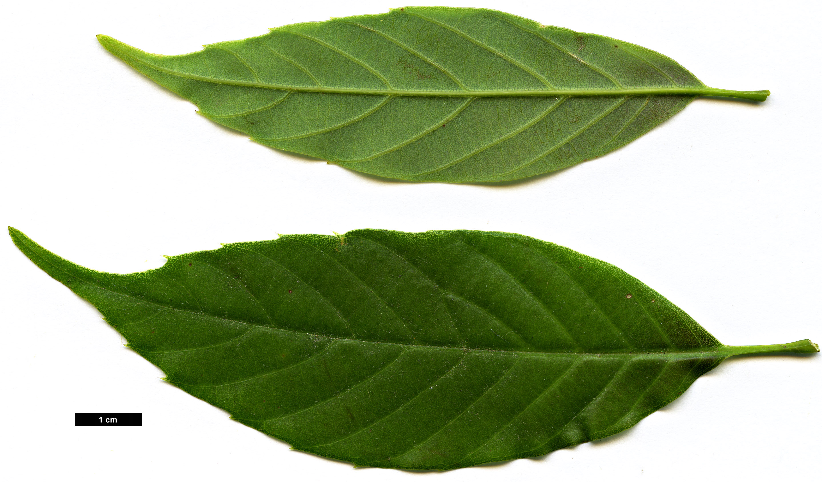 High resolution image: Family: Fagaceae - Genus: Quercus - Taxon: schottkyana High resolution image: Family: Fagaceae - Genus: Quercus - Taxon: schottkyana
